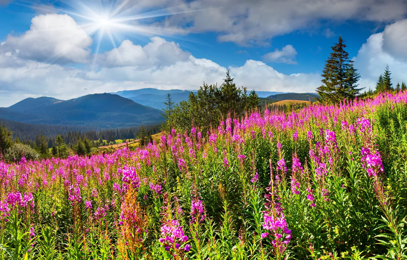 Photo wallpaper forest, flowers, mountains, the rays of the sun