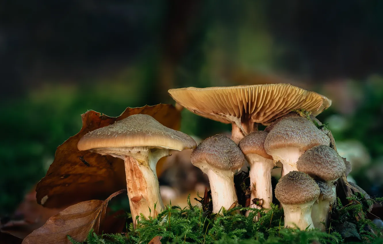 Photo wallpaper mushrooms, moss, mushrooms