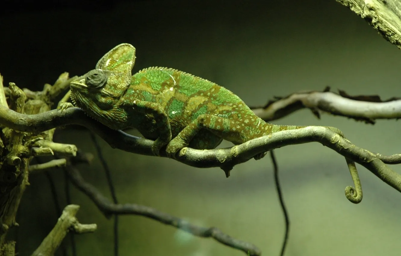 Photo wallpaper chameleon, tree, branch