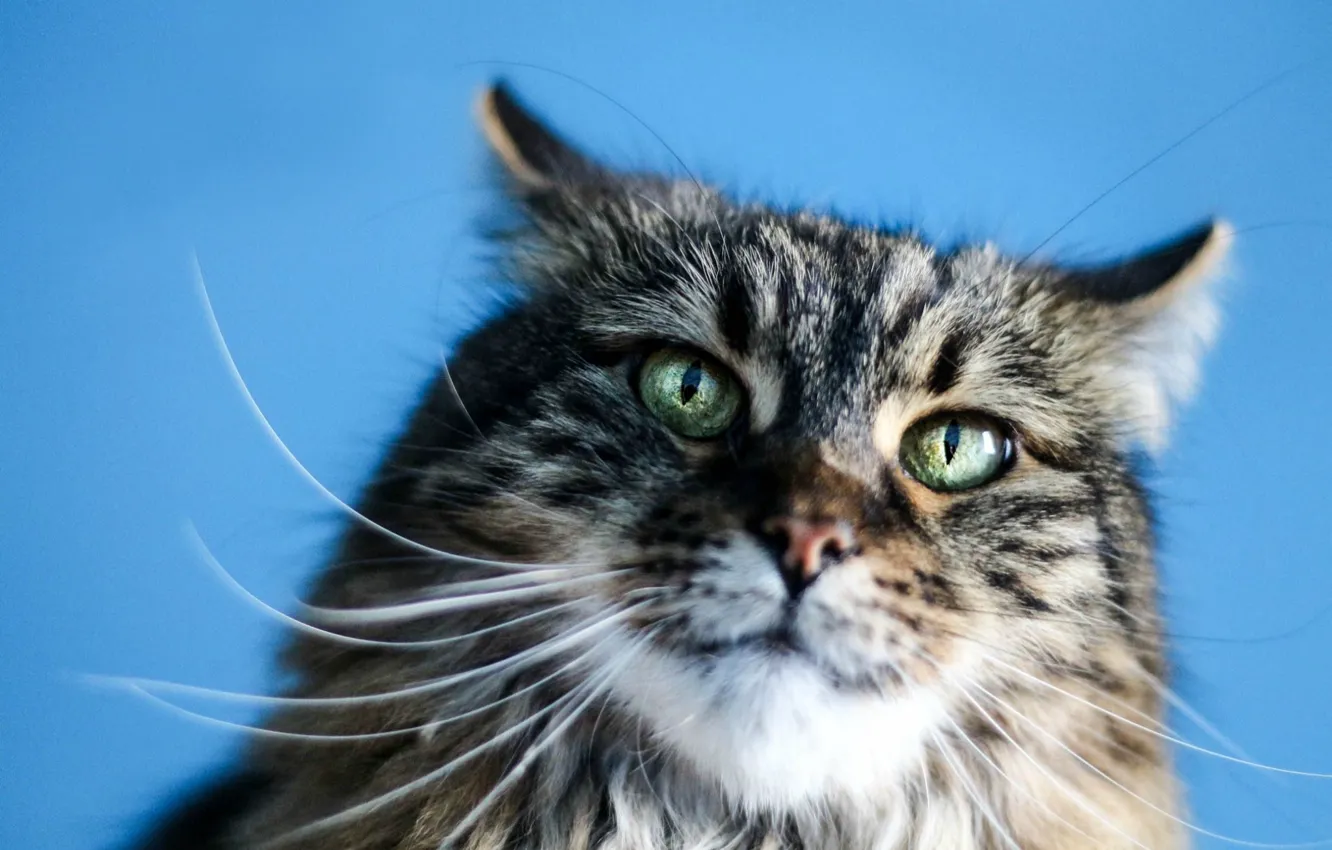 Photo wallpaper cat, cat, look, pose, face