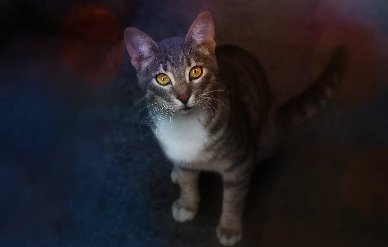 Photo wallpaper cat, cat, look, the dark background, treatment, sitting, yellow eyes