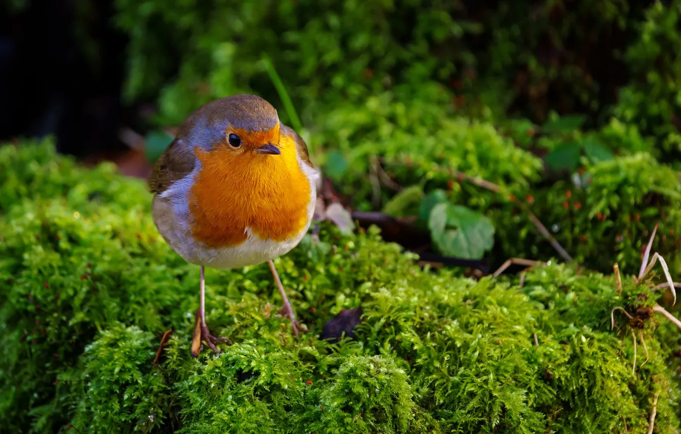 Photo wallpaper bird, moss, bird, Robin