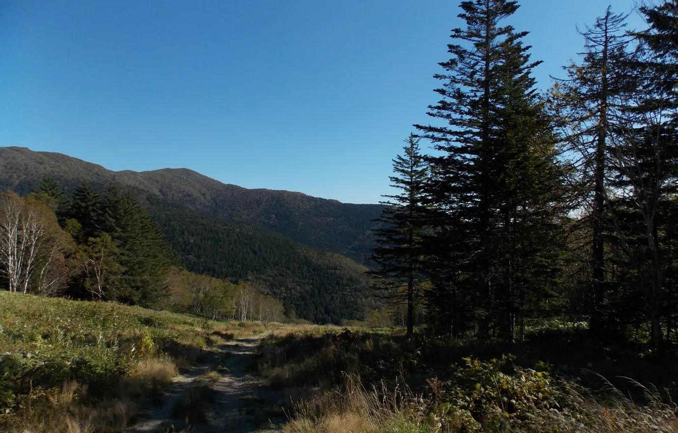 Photo wallpaper road, forest, the sky, grass, hills, Sakhalin
