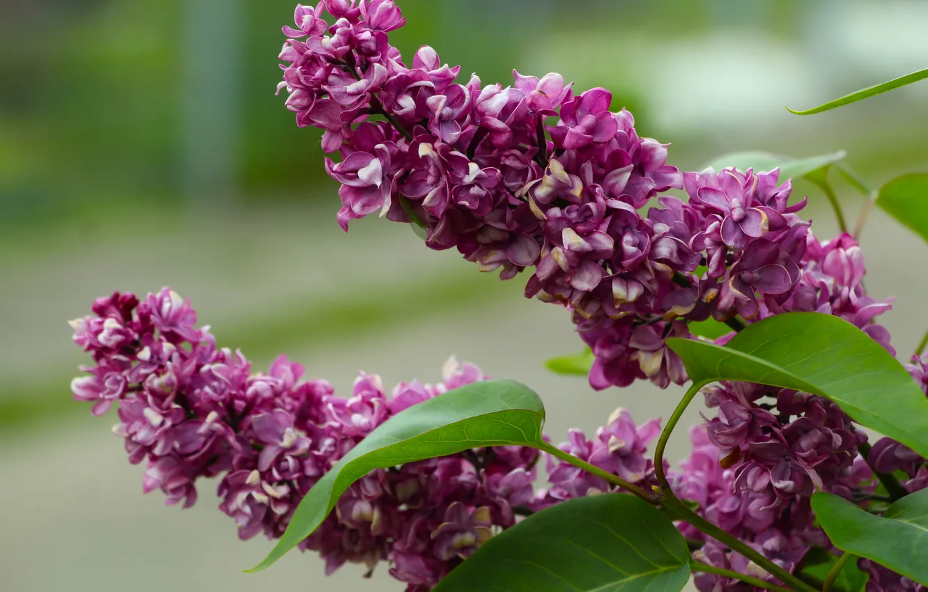 Photo wallpaper lilac, twig, blooming
