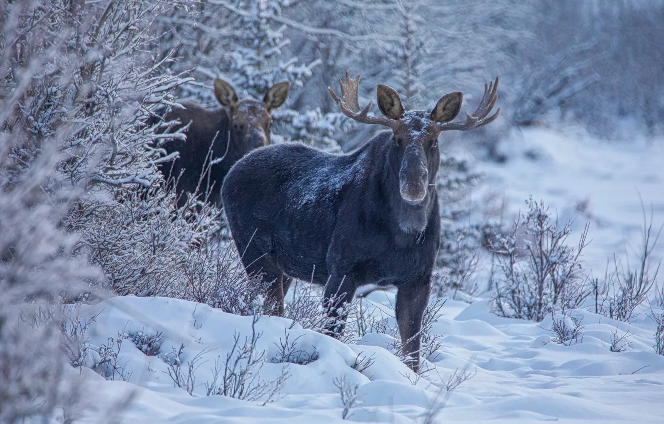Photo wallpaper winter, forest, snow, moose