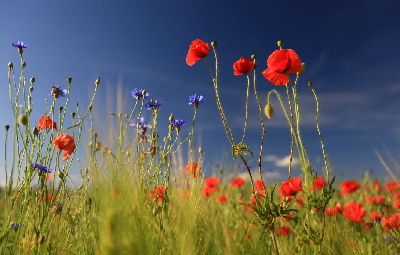 Photo wallpaper field, summer, the sky, light, flowers, blue, stems, Maki