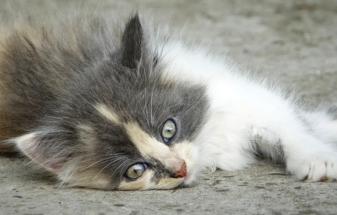 Photo wallpaper cat, baby, funny