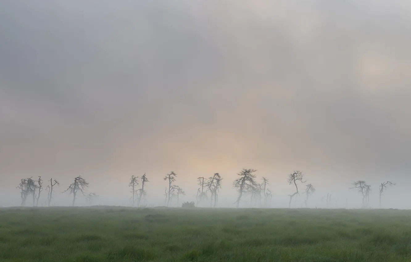 Photo wallpaper field, nature, fog, dead trees