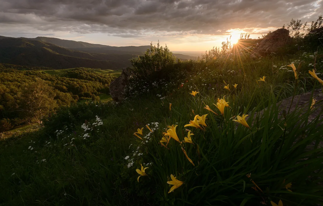 Photo wallpaper the sun, rays, landscape, sunset, flowers, mountains, nature, grass