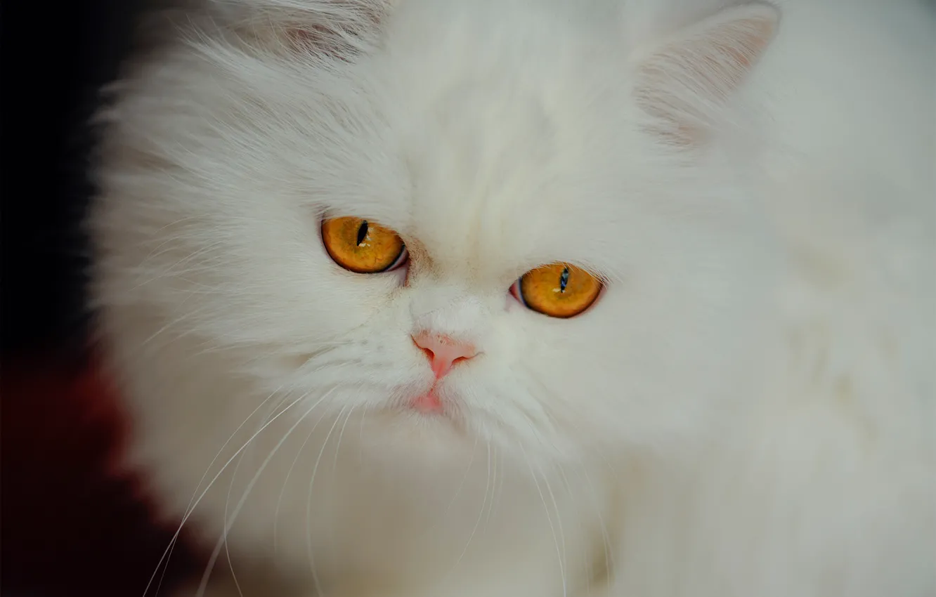 Photo wallpaper white, look, fluffy, muzzle, Persian cat