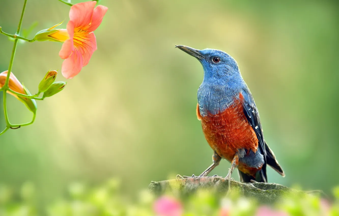 Photo wallpaper macro, flowers, branches, nature, bird, garden