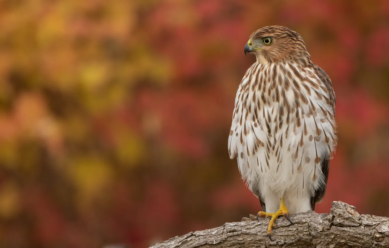 Photo wallpaper autumn, look, background, bird, branch, Falcon
