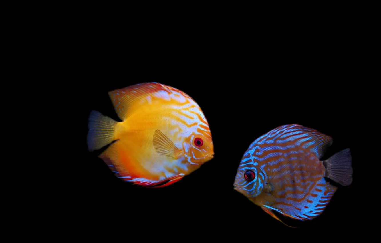 Photo wallpaper fish, strips, darkness, diskus