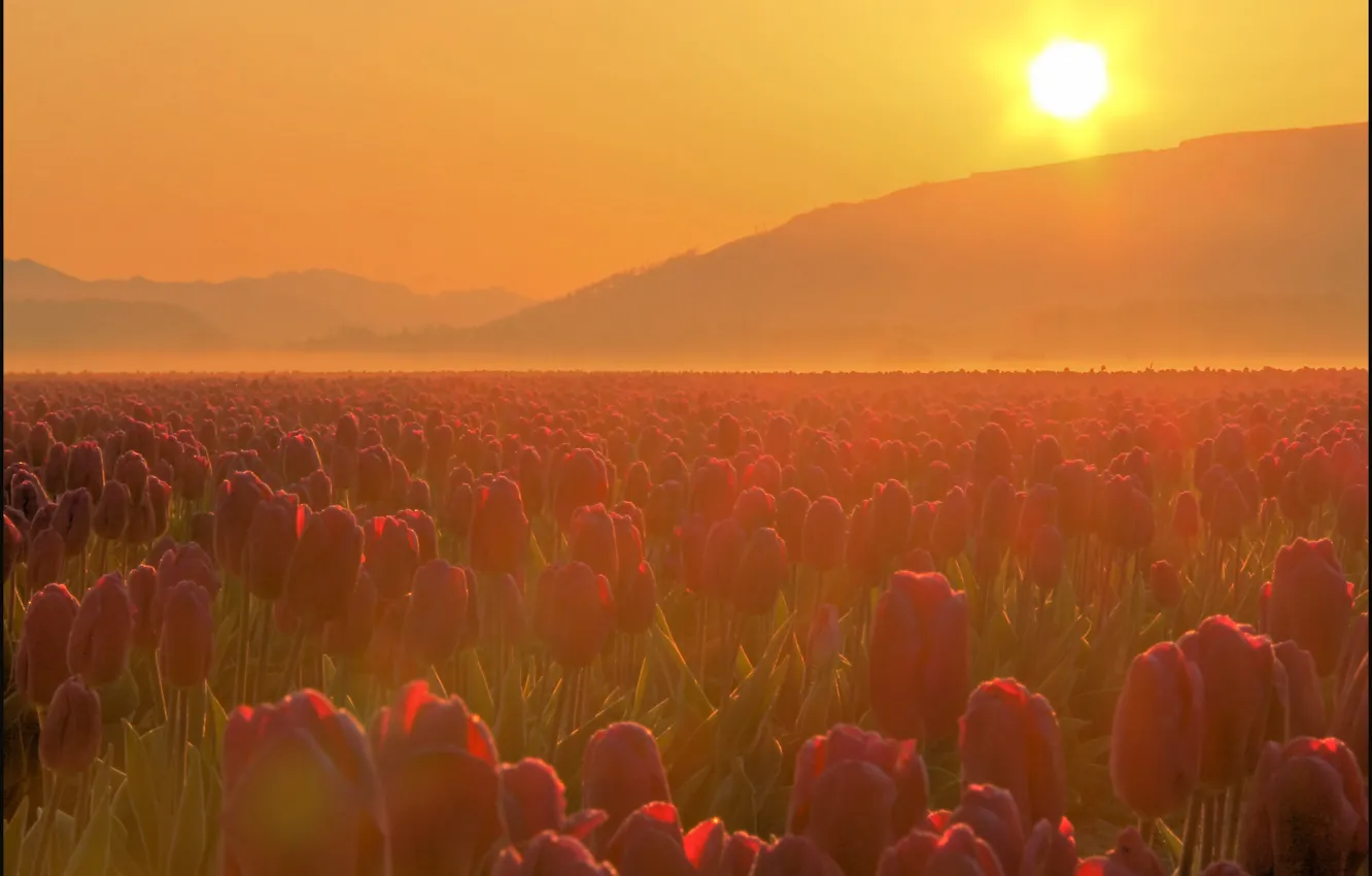 Photo wallpaper mountains, fog, haze, USA, Washington State, Don Briggs, Tulip Fields, Skagit Valley