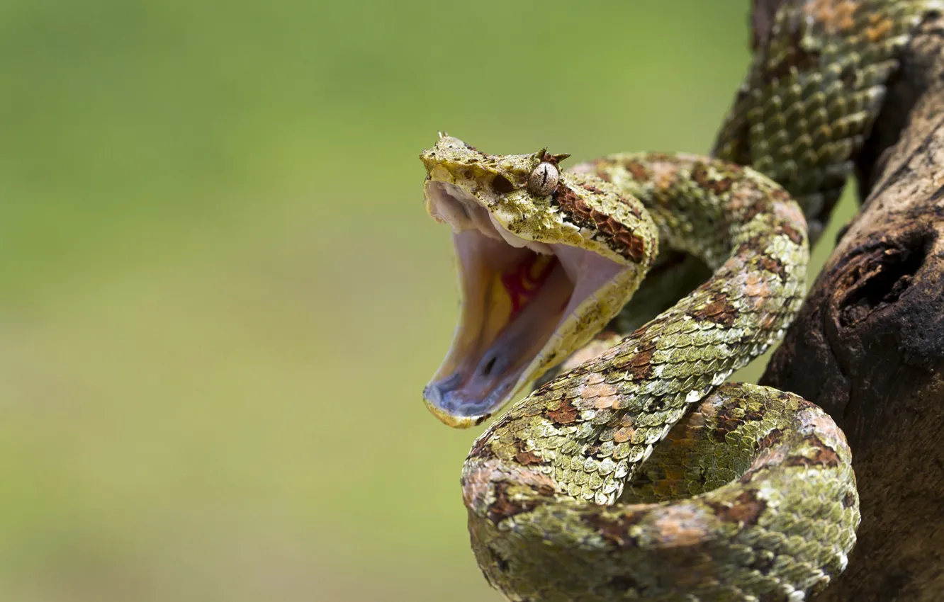 Photo wallpaper eye, branch, snakes, mouth, reptile
