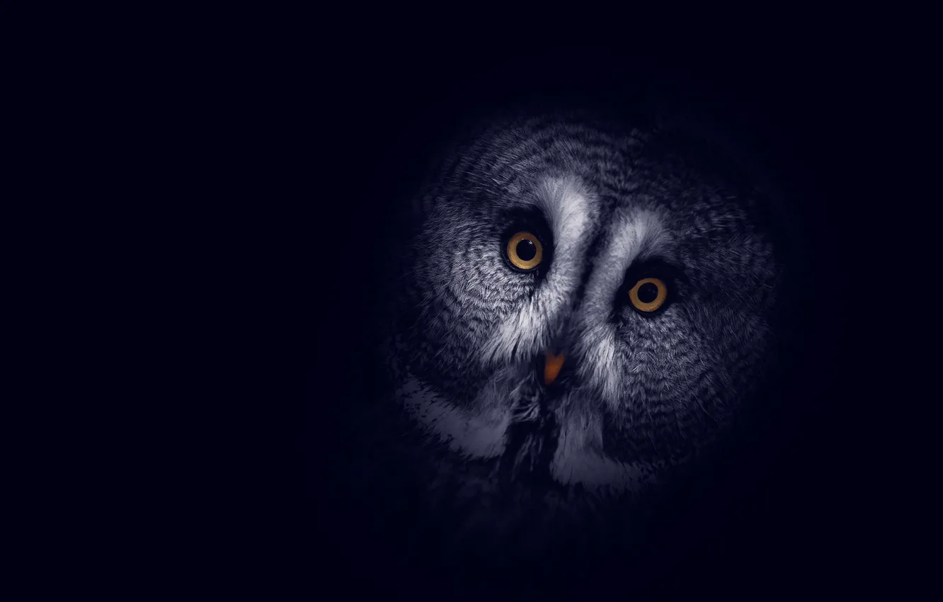 Photo wallpaper background, owl, dark, head