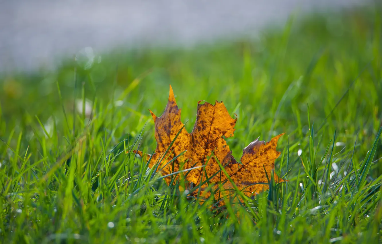 Photo wallpaper autumn, grass, leaf, bokeh
