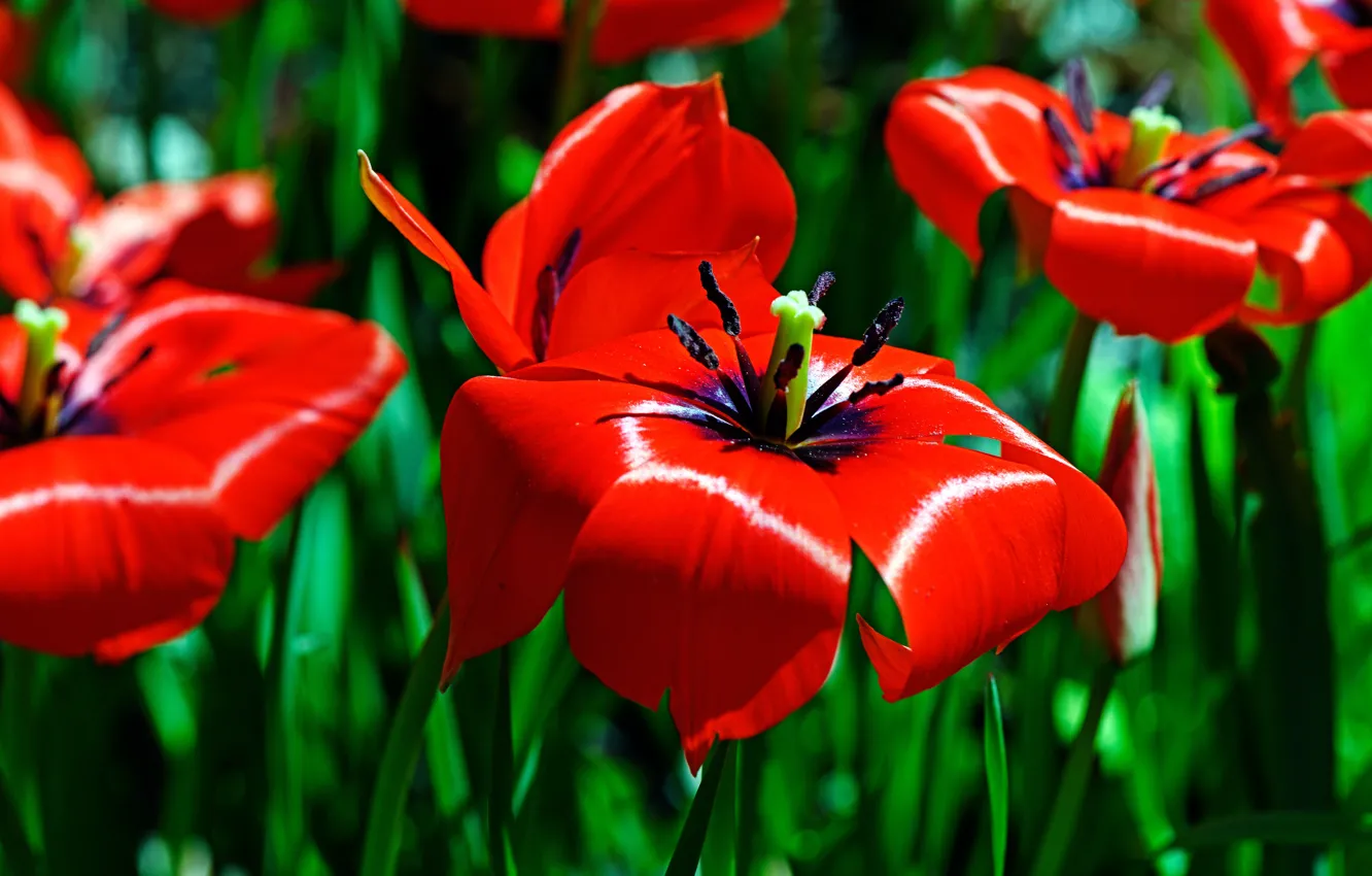 Photo wallpaper macro, flowers, red, bright, spring, tulips, green background, opened