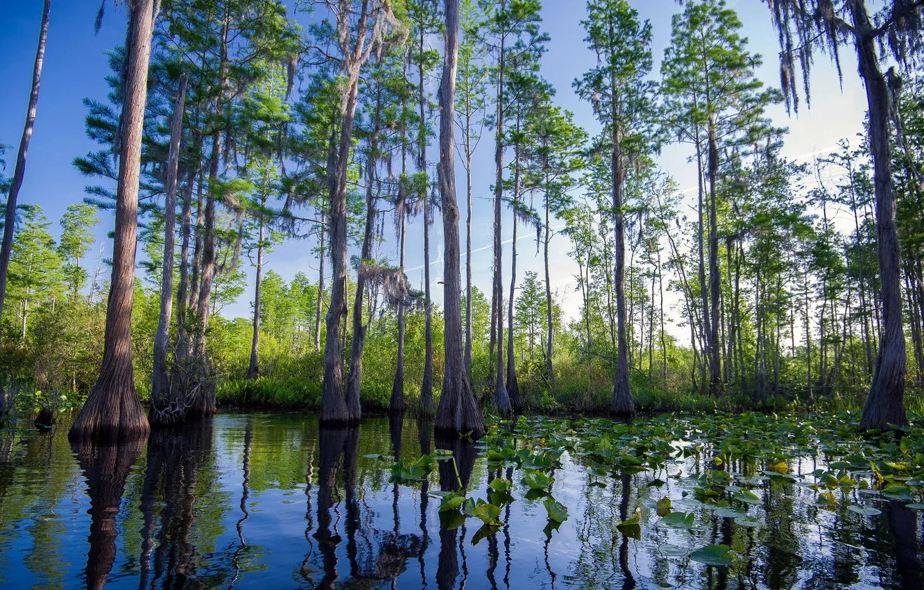 Photo wallpaper landscape, Southern hobbyist, Okefenokee Swamp