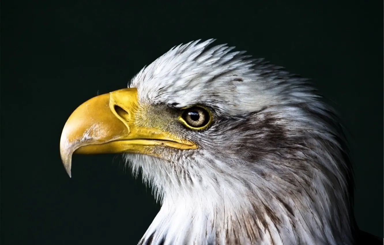 Photo wallpaper eyes, bird, eagle, predator, head, feathers, beak, Orlan