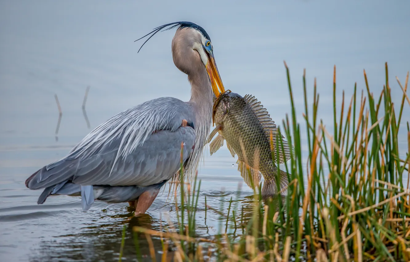 Photo wallpaper water, bird, fish, beak, Pelican