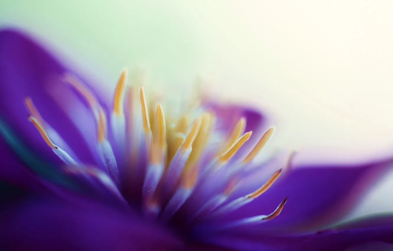 Photo wallpaper summer, macro, flowers, climatic