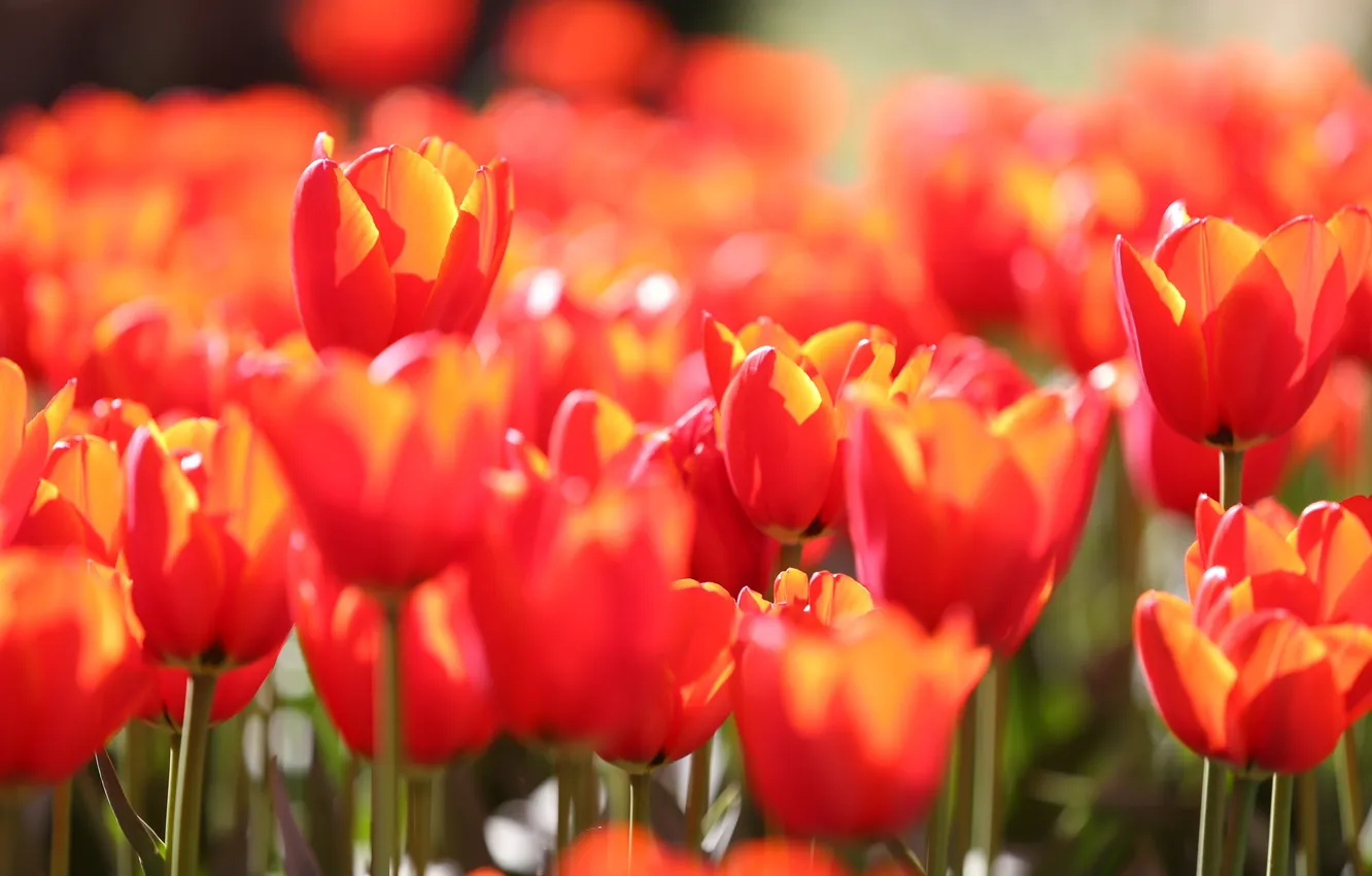 Photo wallpaper nature, background, tulips