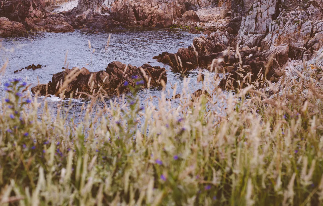 Photo wallpaper sea, grass, water, flowers, the ocean