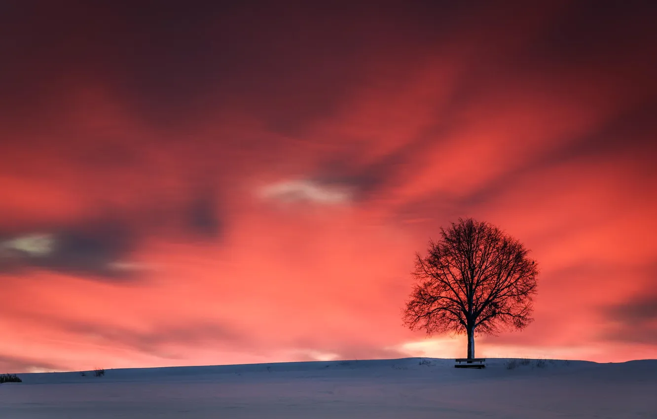 Photo wallpaper the sky, snow, sunset, tree