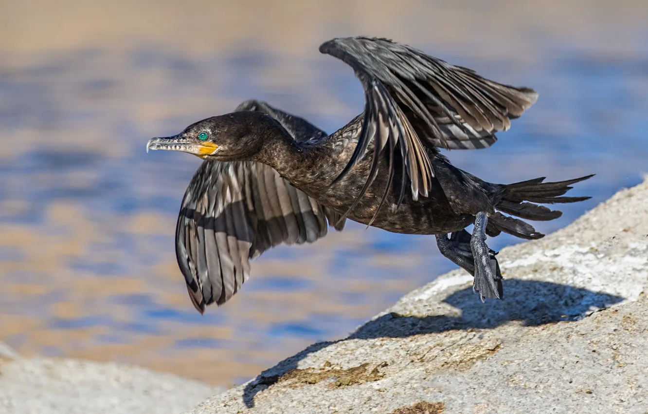 Photo wallpaper bird, wings, beak, start, cormorant