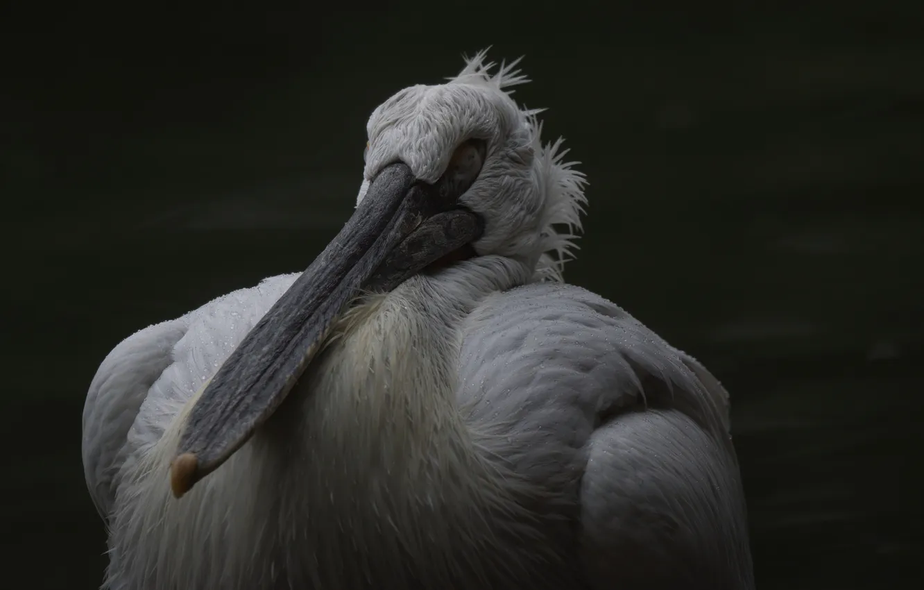 Photo wallpaper white, bird, beak