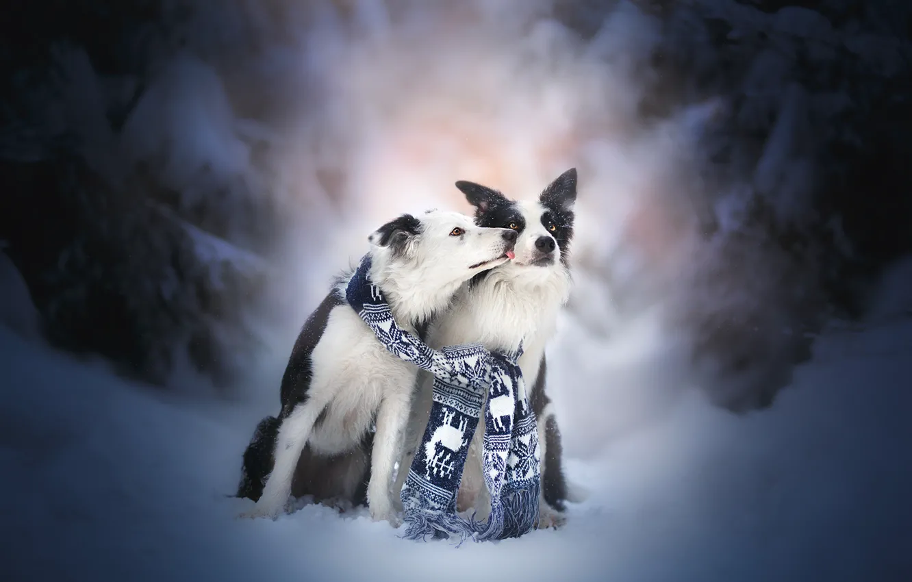 Photo wallpaper winter, snow, kiss, pair, friends, two dogs, The border collie