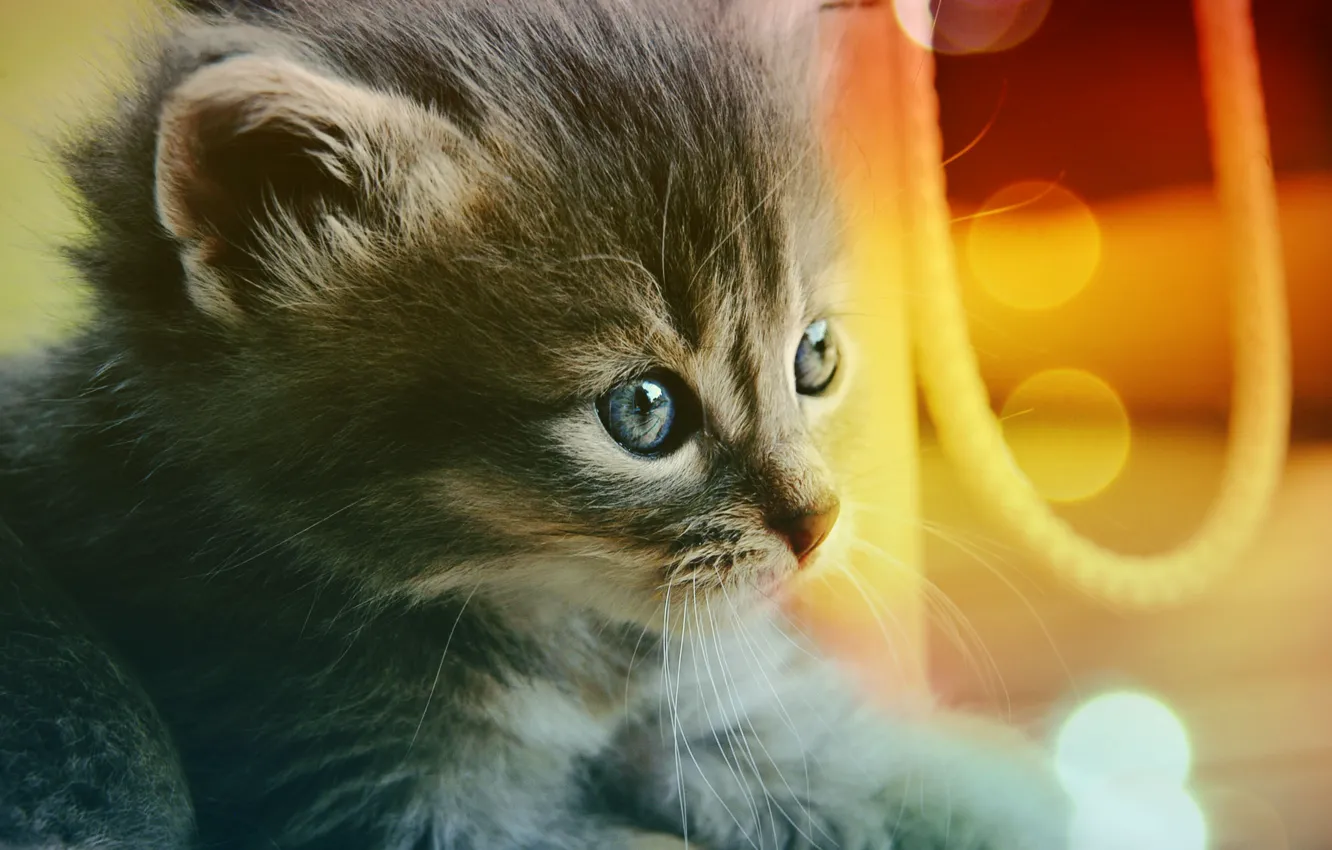 Photo wallpaper eyes, blue, kitty, Cat