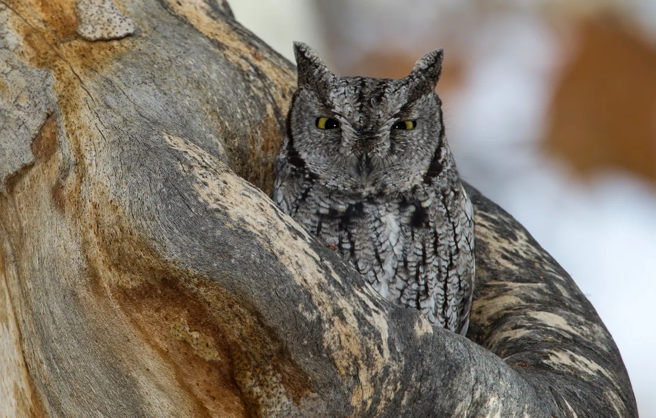 Photo wallpaper trees, bird, the hollow, Scoop Western