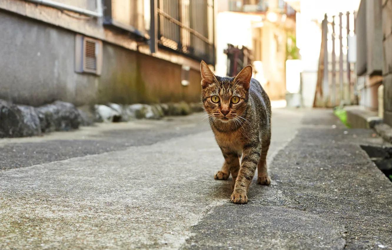 Photo wallpaper road, cat, cat, look, the city, grey, street, home