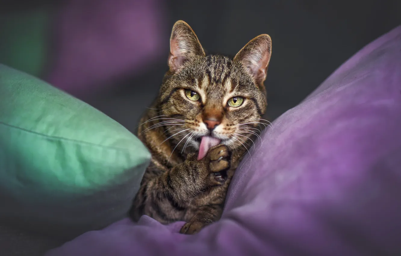 Photo wallpaper cat, cat, look, pose, face