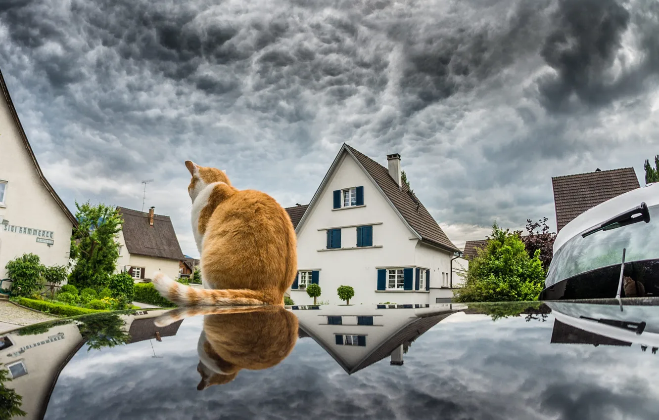 Photo wallpaper machine, cat, cat, clouds, home, red