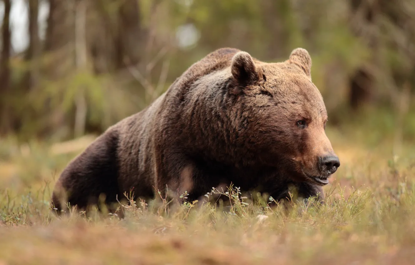 Photo wallpaper grass, face, nature, glade, bear, lies
