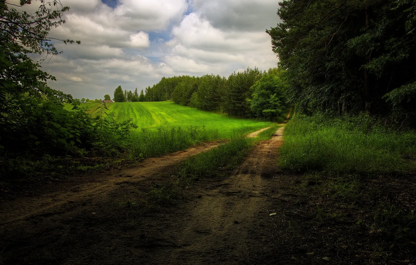 Photo wallpaper road, field, forest