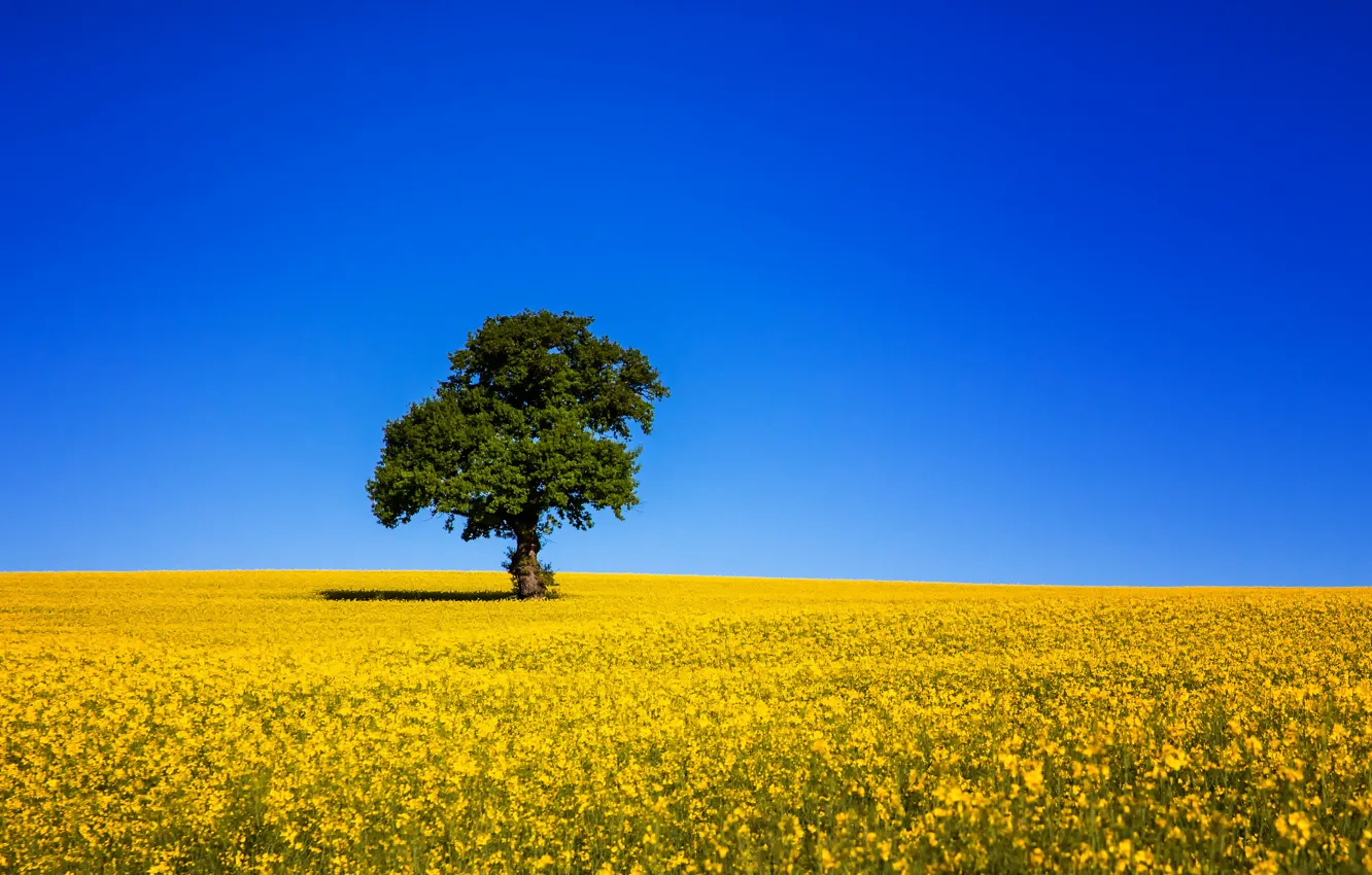 Photo wallpaper field, the sky, trees, blue, rape