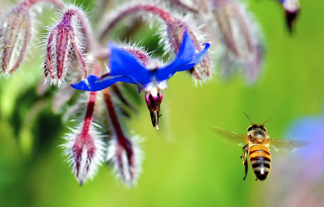 Photo wallpaper flower, nature, bee, plant, insect