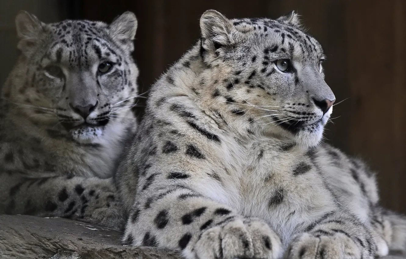 Photo wallpaper predator, family, pair, IRBIS, snow leopard, snow leopard