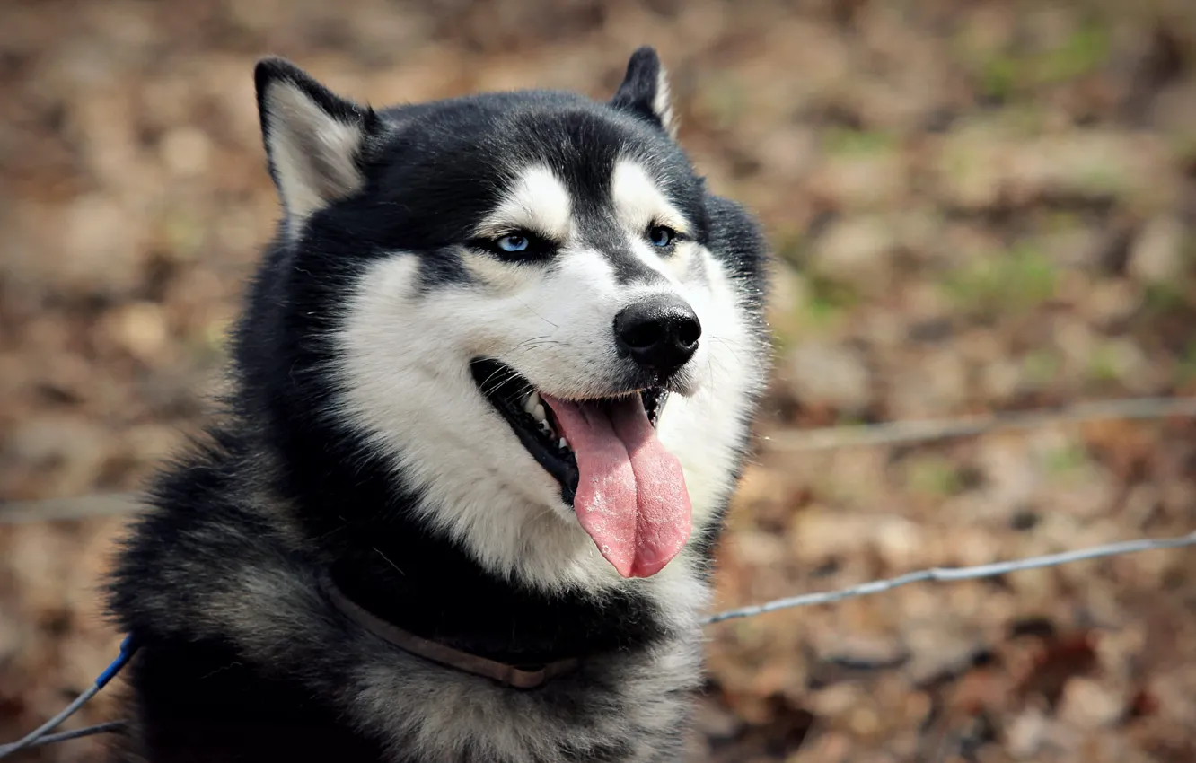 Photo wallpaper look, each, dog