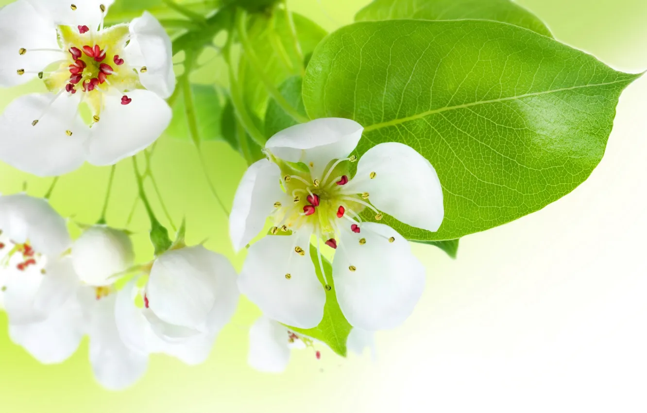 Photo wallpaper flowers, beauty, spring, petals, stamens, gentle, white, white