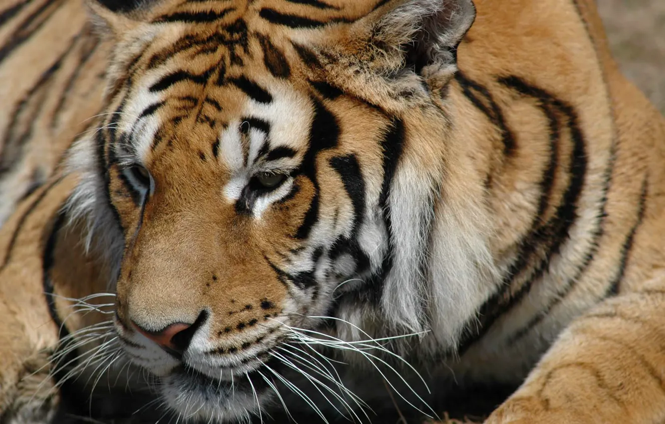 Photo wallpaper animals, look, tiger