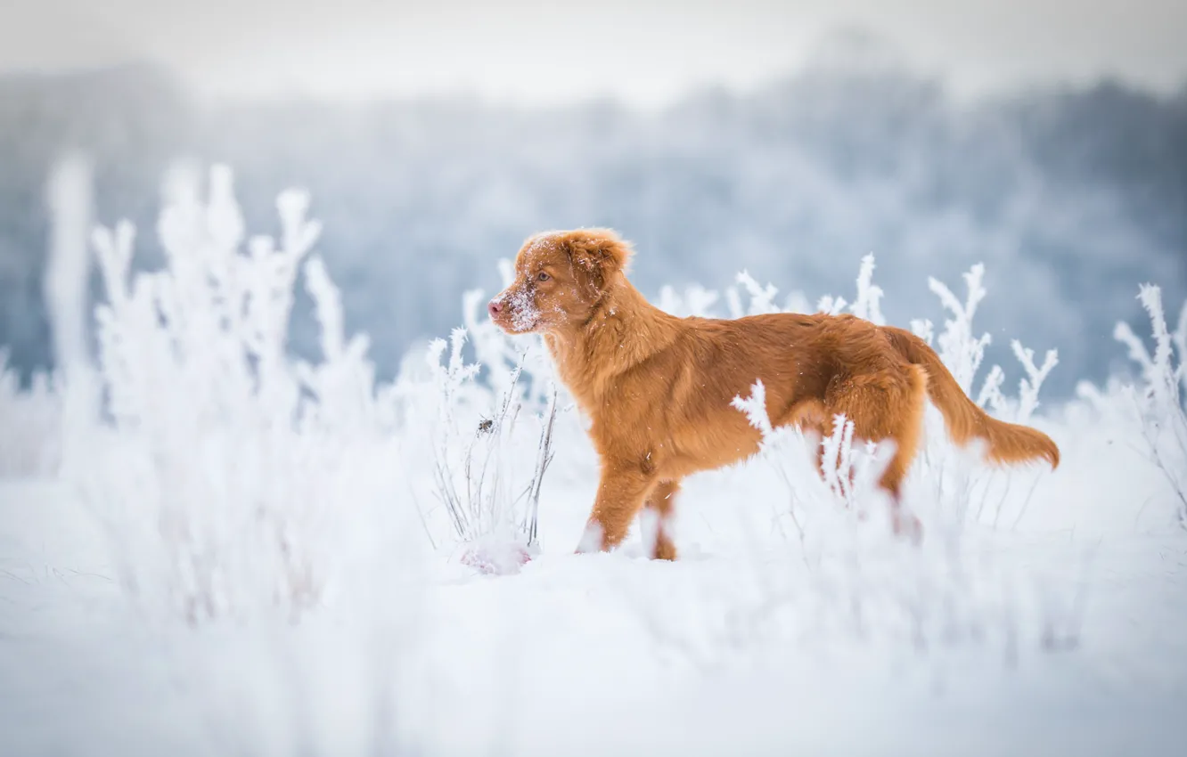 Photo wallpaper winter, frost, field, grass, snow, nature, dog, red