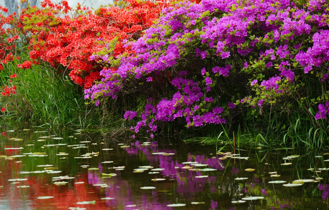 Photo wallpaper grass, leaves, flowers, branches, red, pond, shore, spring