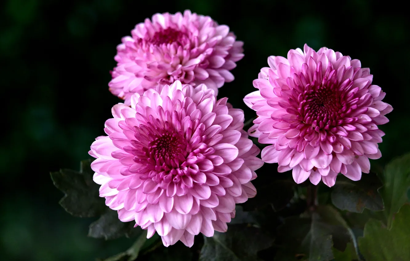 Photo wallpaper flowers, the dark background, pink, trio, chrysanthemum