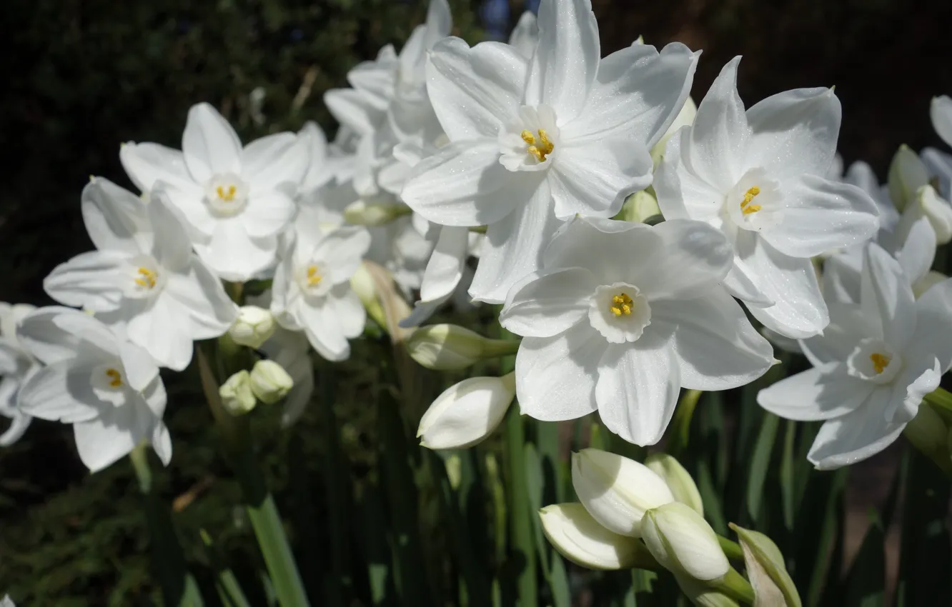 Photo wallpaper flowers, spring, white, daffodils