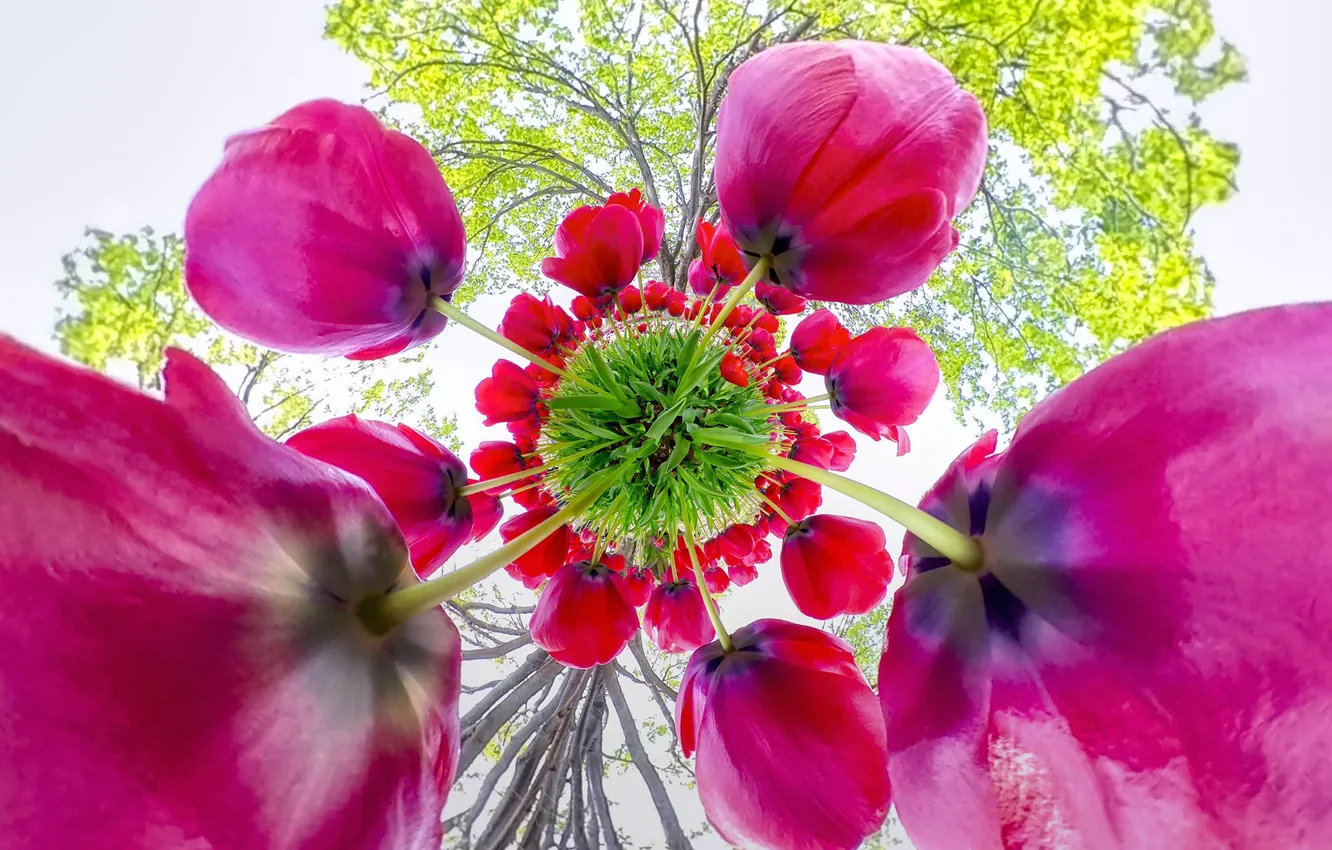 Photo wallpaper trees, flowers, branches, red, Park, foliage, bright, beauty